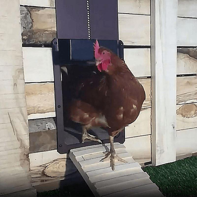 Puerta de entrada automática del pollo de la granja avícola