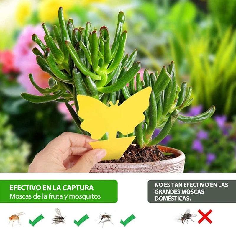 Trampa adhesiva para Mosca de la fruta Mosquito del hongo